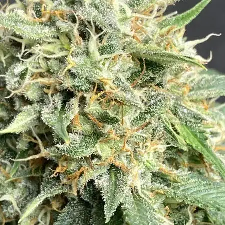 4 strains