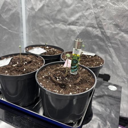 Round 3 RQS