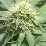 4 strains