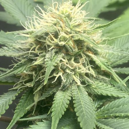 4 strains