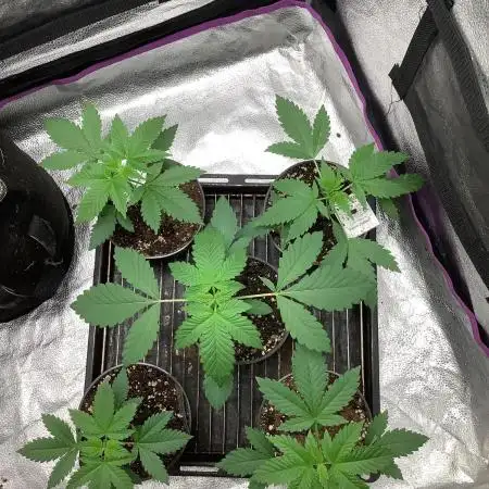 4 strains