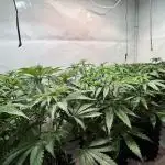 Seriotica - Serious seeds