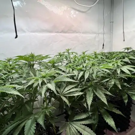 Seriotica - Serious seeds