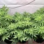 Seriotica - Serious seeds