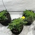 Seriotica - Serious seeds