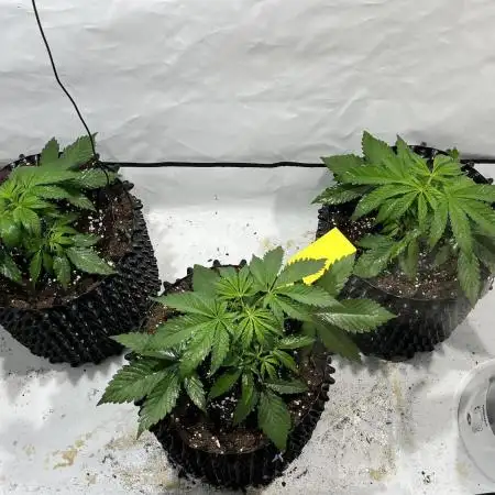 Seriotica - Serious seeds