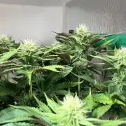 Seriotica - Serious seeds