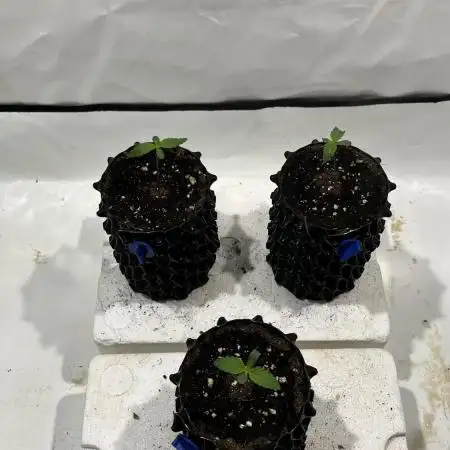 Seriotica - Serious seeds