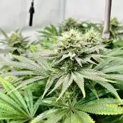 Seriotica - Serious seeds