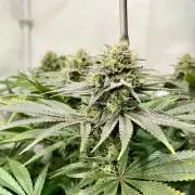 Seriotica - Serious seeds