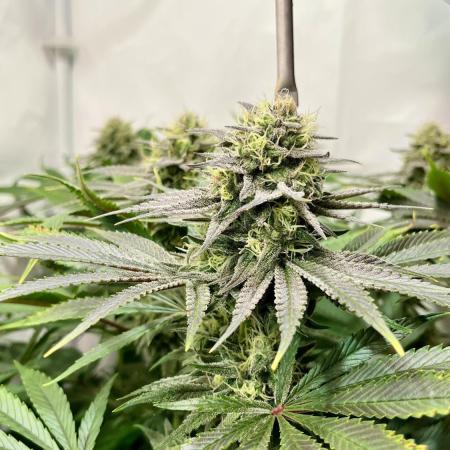 Seriotica - Serious seeds