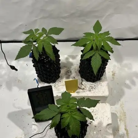 Seriotica - Serious seeds
