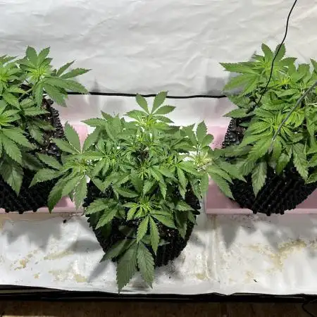 Seriotica - Serious seeds