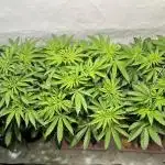 Seriotica - Serious seeds