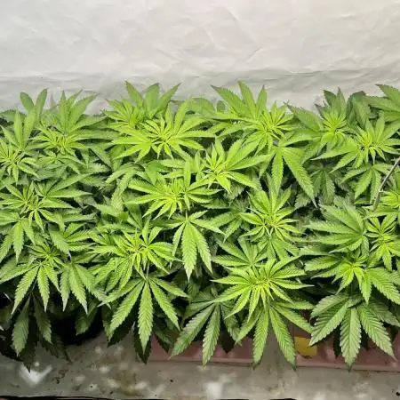 Seriotica - Serious seeds