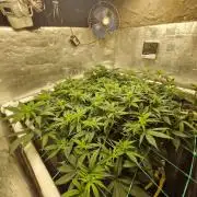 Fulgas