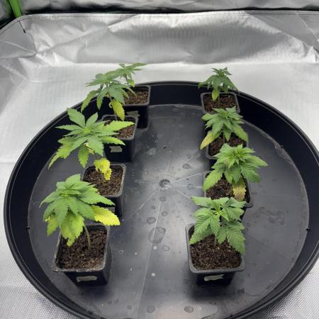 Grow Fall 25