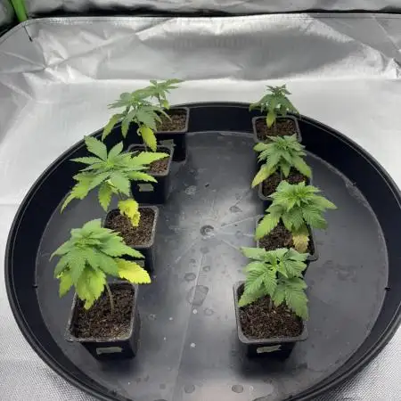 Grow Fall 25