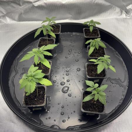 Grow Fall 25