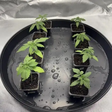 Grow Fall 25