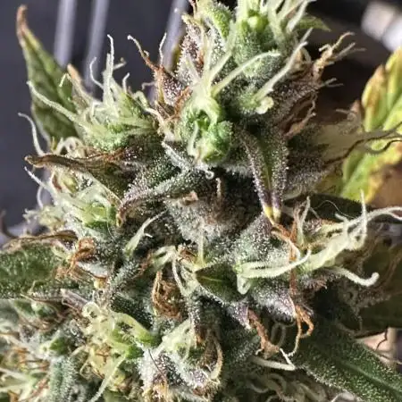 FB420 🦍Gorilla 🎆Zkittlez
