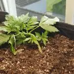 1st FastBuds Grow with Wizzys Garten