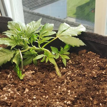 1st FastBuds Grow with Wizzys Garten
