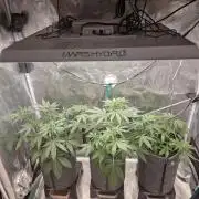 420 Gorilla