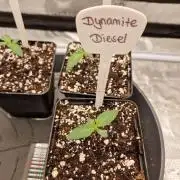 Dynamite Diesel