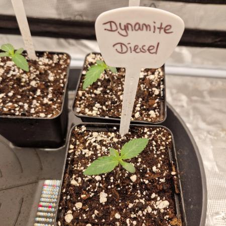 Dynamite Diesel
