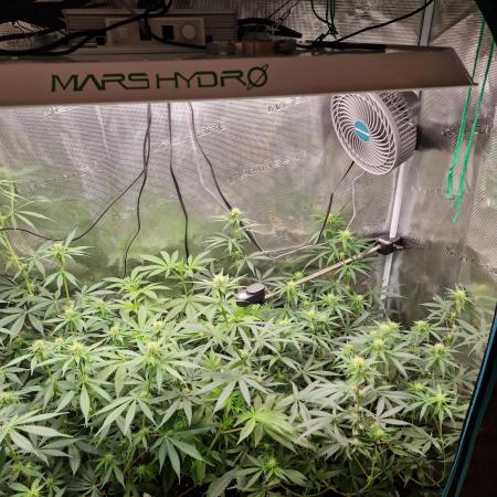 Zamnesia Grow Runtz