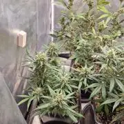 Poison
