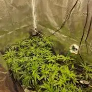 Zamnesia Grow Runtz