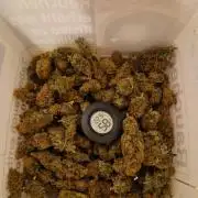 Zamnesia Grow Runtz