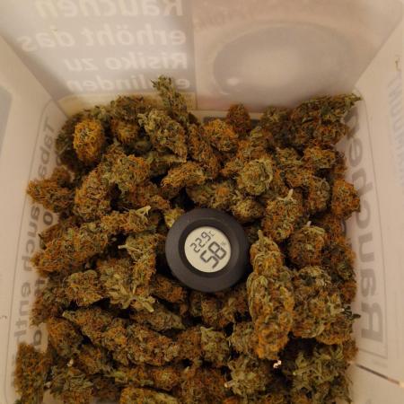 Zamnesia Grow Runtz