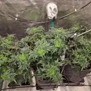 Mutanten