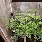 Dynamite Diesel