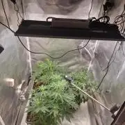 Bruce 420