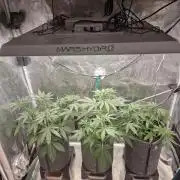 420 Gorilla
