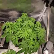 Auto Pineapple Glue