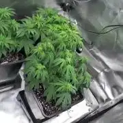 Auto Pineapple Glue