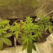 420 Gorilla