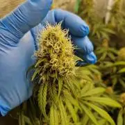 Zamnesia Grow Runtz