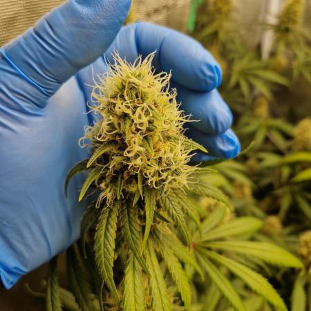 Zamnesia Grow Runtz