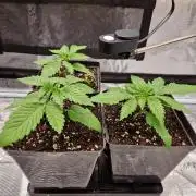 Apples Bananas n Peaches