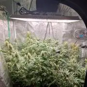 Zamnesia Grow Runtz