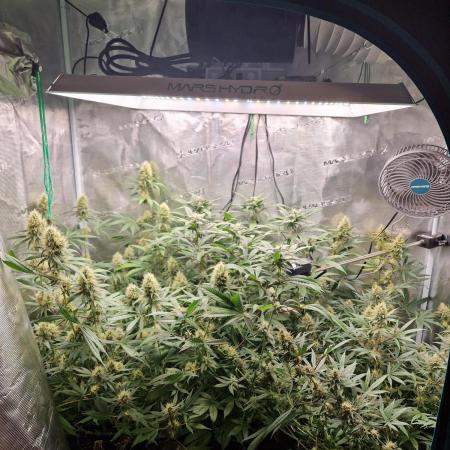 Zamnesia Grow Runtz