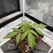 Zamnesia Grow Runtz