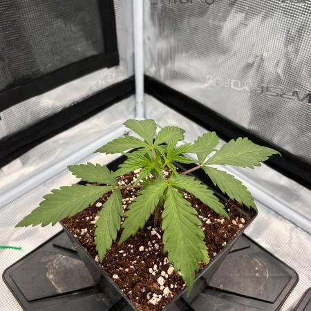 Zamnesia Grow Runtz