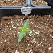 Bruce 420